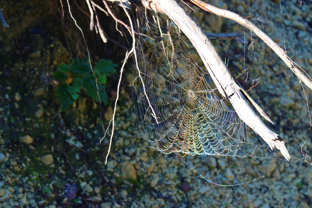 Spider